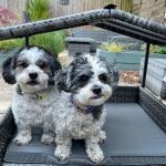 Telluria Mice Wicker Raised Dog House / Rattan Dog Bed for Indoor/Outdoor with Removable Roof and Cushion in Grey